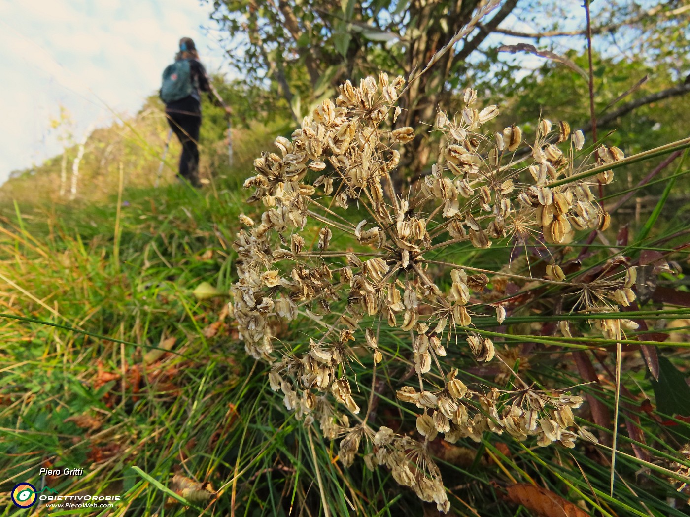 09 Heracleum sphondylium (Panace).JPG